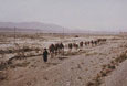 AFGHANISTAN-camel-transport-through-the-desert