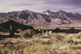 Nomads-camp-below-the-Hindukush